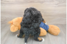 Petite Mini Bernedoodle Poodle Mix Pup
