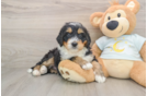 Mini Bernedoodle Puppy for Adoption