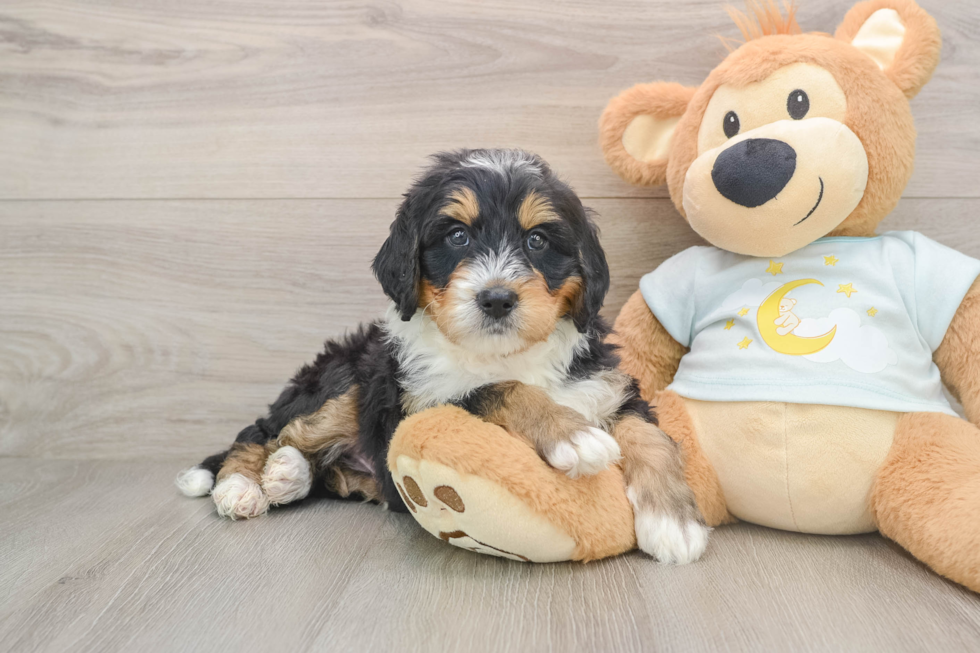 Mini Bernedoodle Puppy for Adoption