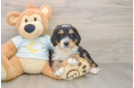 Sweet Mini Bernedoodle Baby