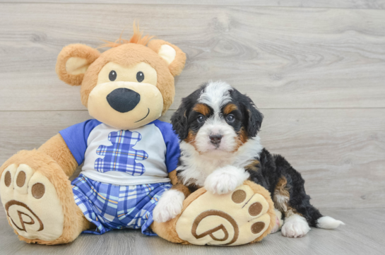 Mini Bernedoodle Pup Being Cute