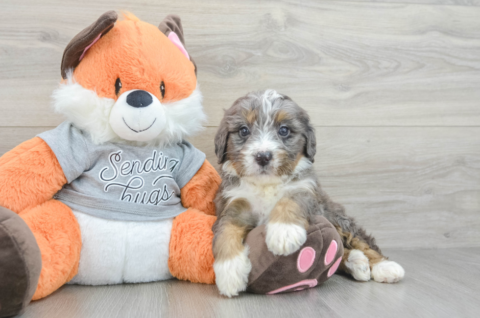 5 week old Mini Bernedoodle Puppy For Sale - Florida Fur Babies