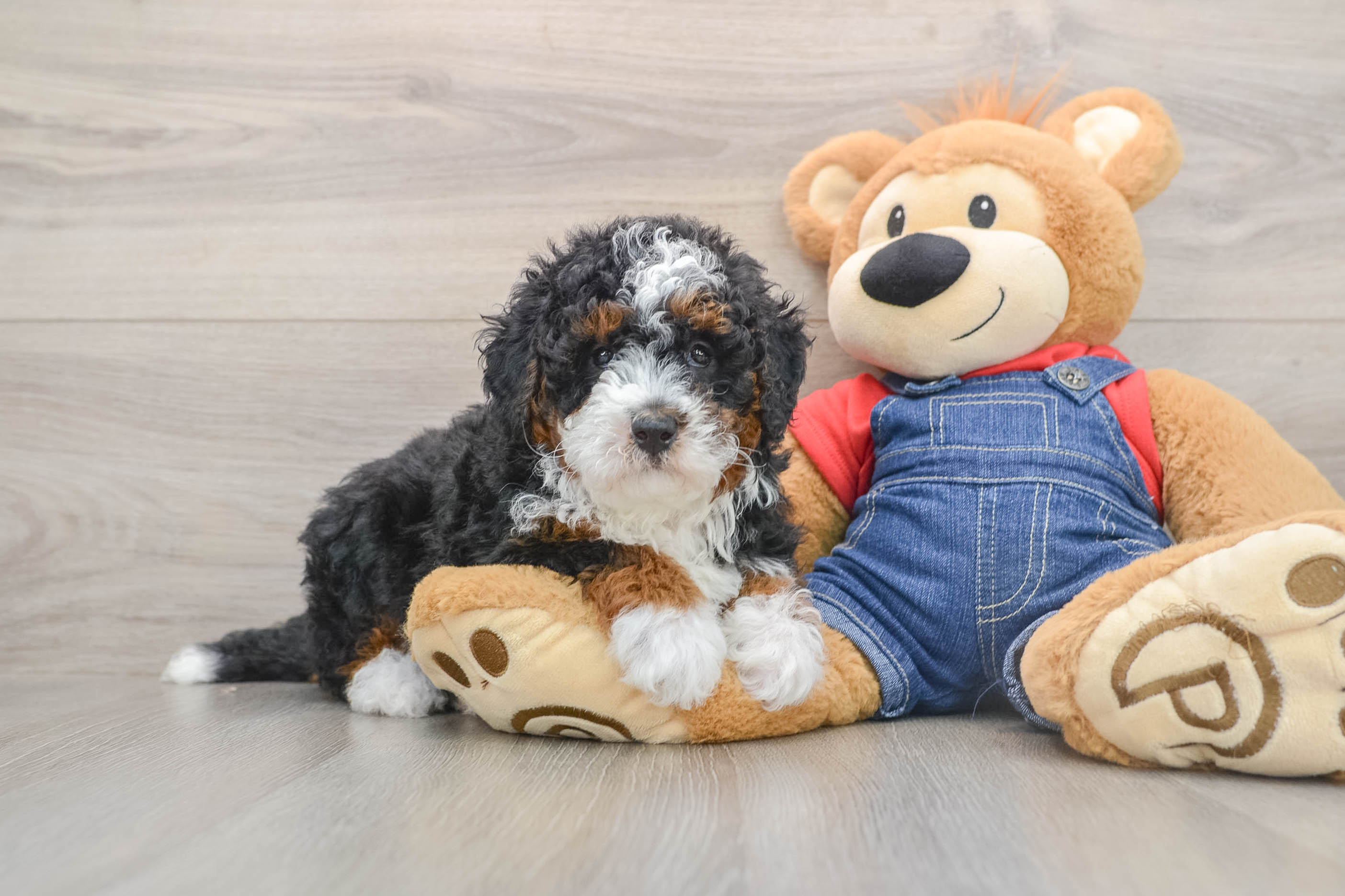 Hypoallergenic Mini Bernese Poodle Poodle Mix Puppy