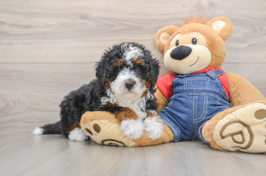 FABLE, a Mini Bernedoodle littermate