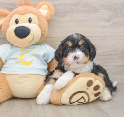 6 week old Mini Bernedoodle Puppy For Sale - Florida Fur Babies