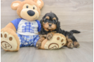 Little Mini Bernese Poodle Poodle Mix Puppy