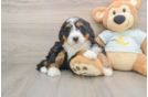 Mini Bernedoodle Pup Being Cute