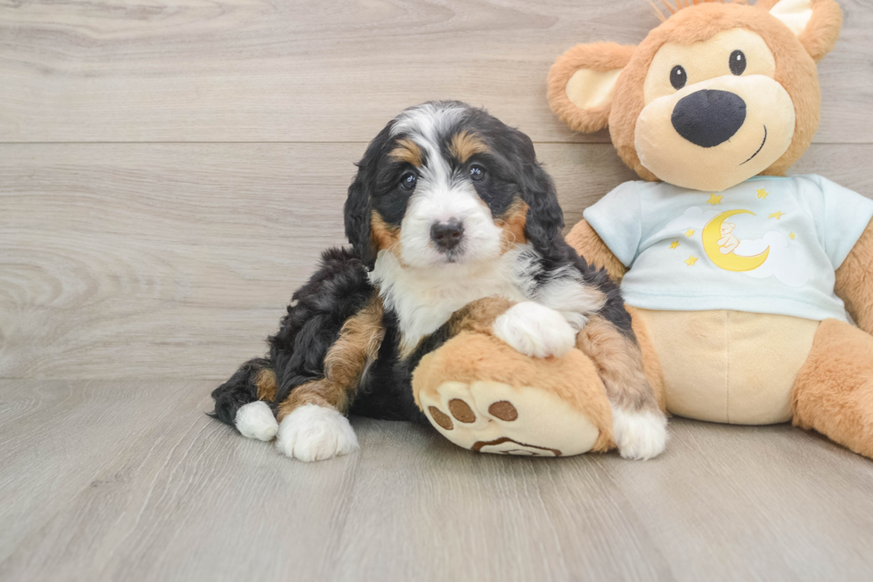 Mini Bernedoodle Pup Being Cute