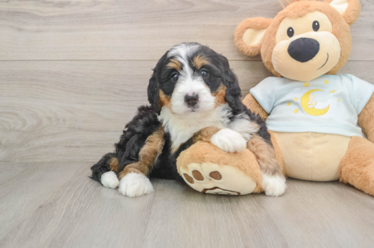 Mini Bernedoodle Pup Being Cute