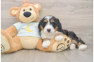 Fluffy Mini Bernedoodle Poodle Mix Pup