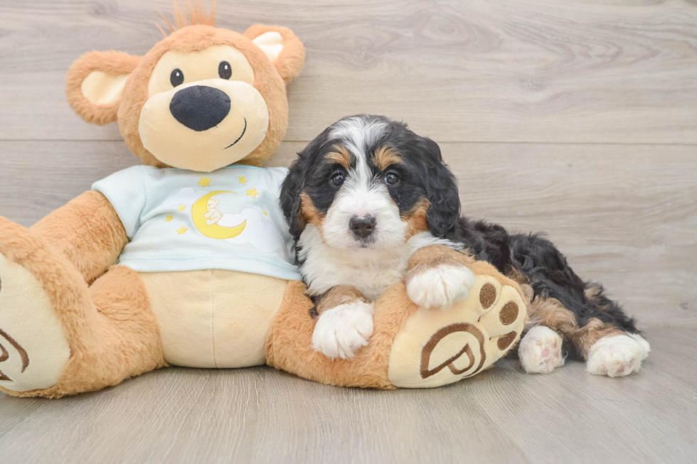 Fluffy Mini Bernedoodle Poodle Mix Pup