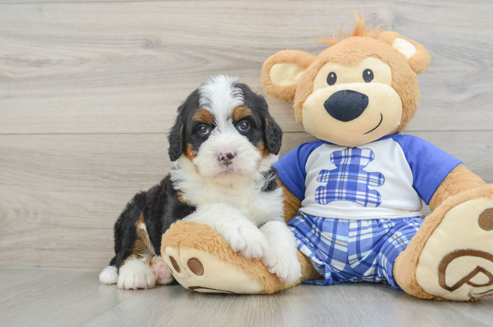 4 week old Mini Bernedoodle Puppy For Sale - Florida Fur Babies