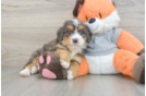 Small Mini Bernedoodle Baby