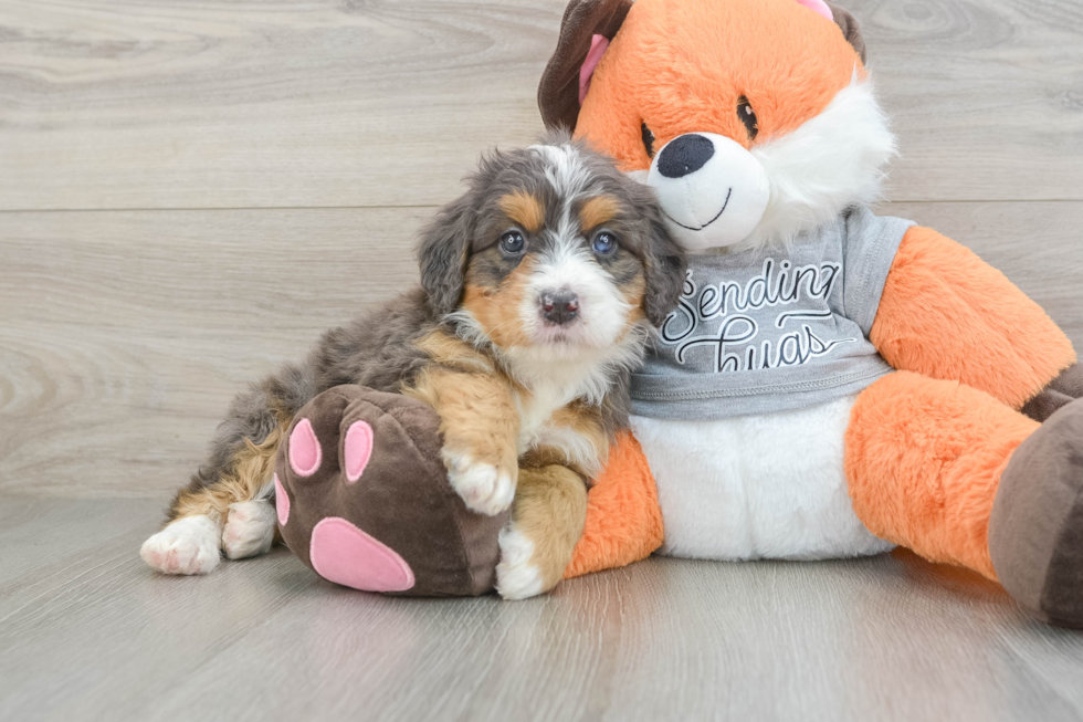 Small Mini Bernedoodle Baby