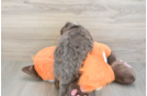 Mini Bernedoodle Puppy for Adoption