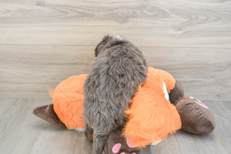 Mini Bernedoodle Puppy for Adoption