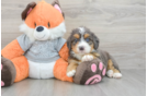 Hypoallergenic Mini Bernesepoo Poodle Mix Puppy