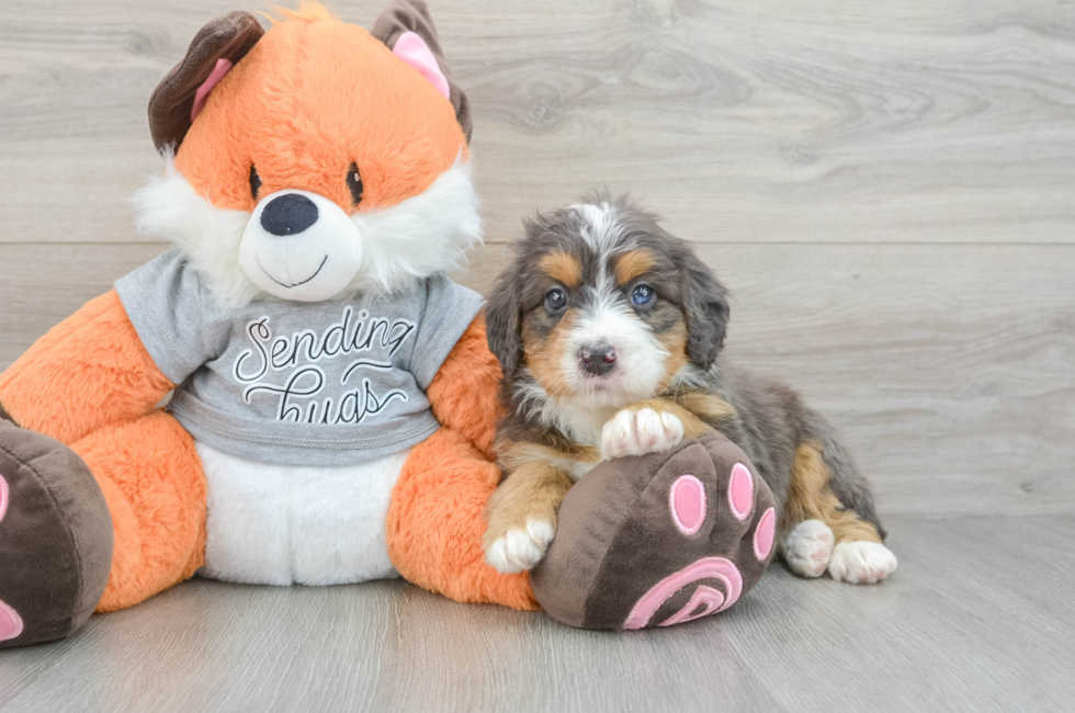 5 week old Mini Bernedoodle Puppy For Sale - Florida Fur Babies
