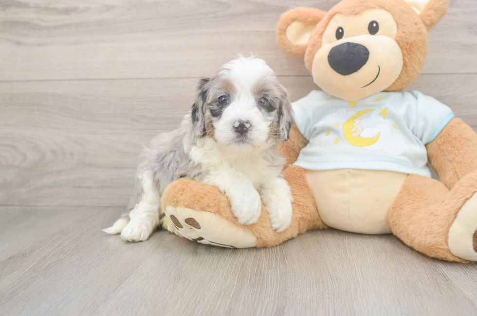 5 week old Mini Bernedoodle Puppy For Sale - Florida Fur Babies