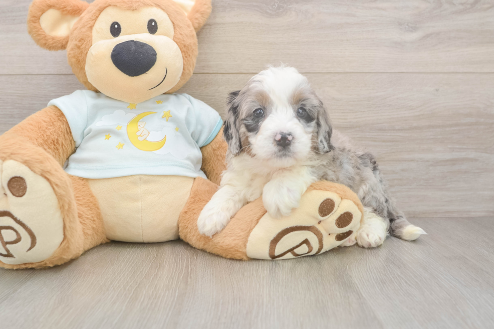Mini Bernedoodle Puppy for Adoption