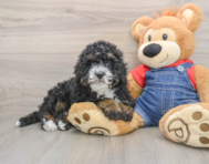 8 week old Mini Bernedoodle Puppy For Sale - Florida Fur Babies