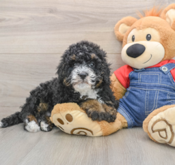 11 week old Mini Bernedoodle Puppy For Sale - Florida Fur Babies