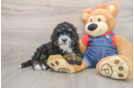 Mini Bernedoodle Pup Being Cute