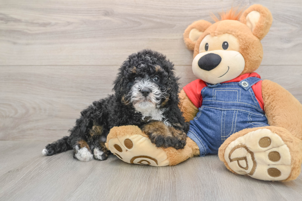 Mini Bernedoodle Pup Being Cute