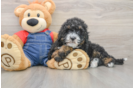 Mini Bernedoodle Puppy for Adoption
