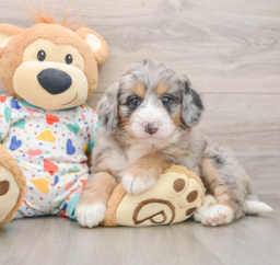 8 week old Mini Bernedoodle Puppy For Sale - Florida Fur Babies