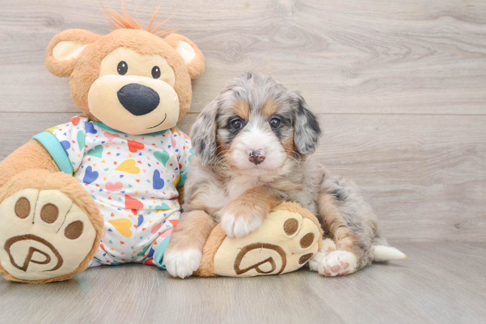 Best Mini Bernedoodle Baby