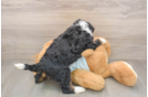 Mini Bernedoodle Puppy for Adoption