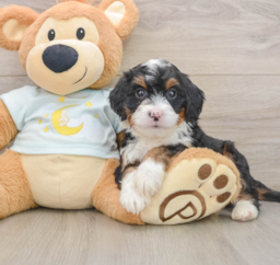 6 week old Mini Bernedoodle Puppy For Sale - Florida Fur Babies