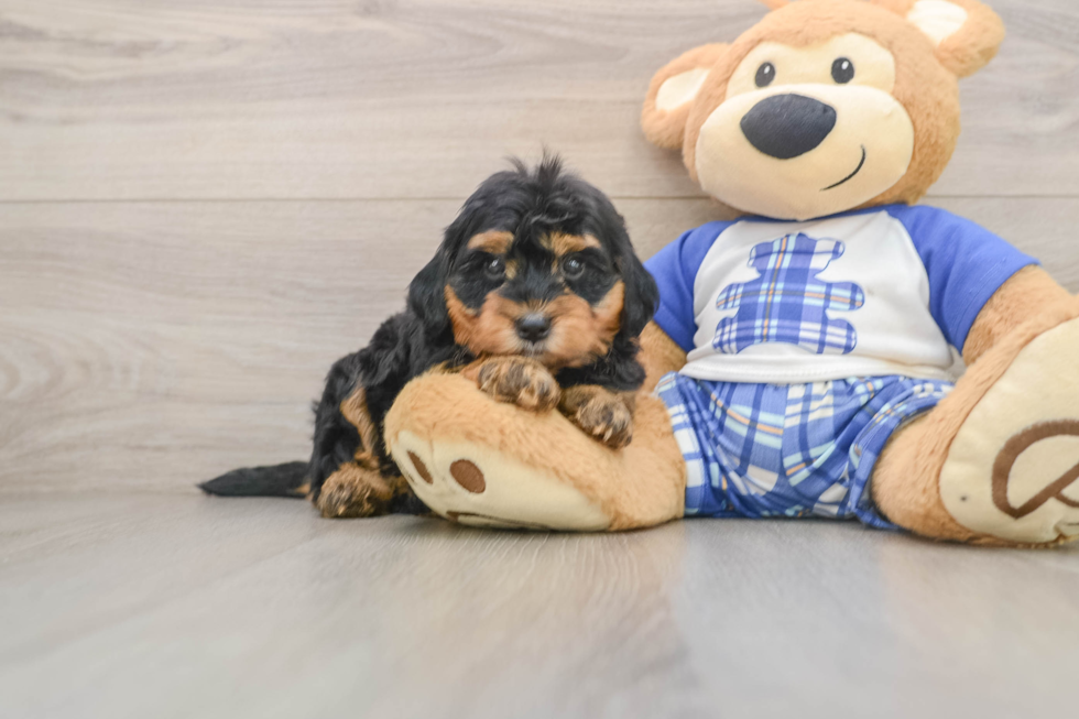 Playful Bernese Doodle Poodle Mix Puppy