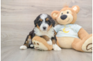 Mini Bernedoodle Puppy for Adoption