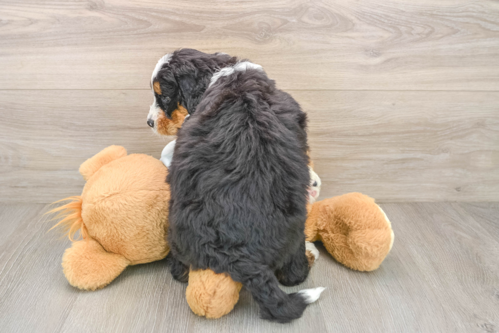 Fluffy Mini Bernedoodle Poodle Mix Pup