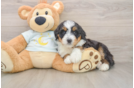 Energetic Mini Bernadoodle Poodle Mix Puppy