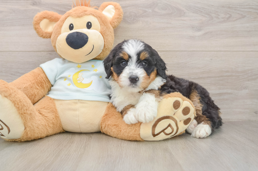 Energetic Mini Bernadoodle Poodle Mix Puppy