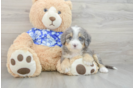 Small Mini Bernedoodle Baby