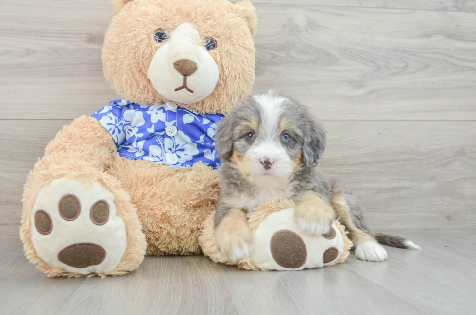 6 week old Mini Bernedoodle Puppy For Sale - Florida Fur Babies