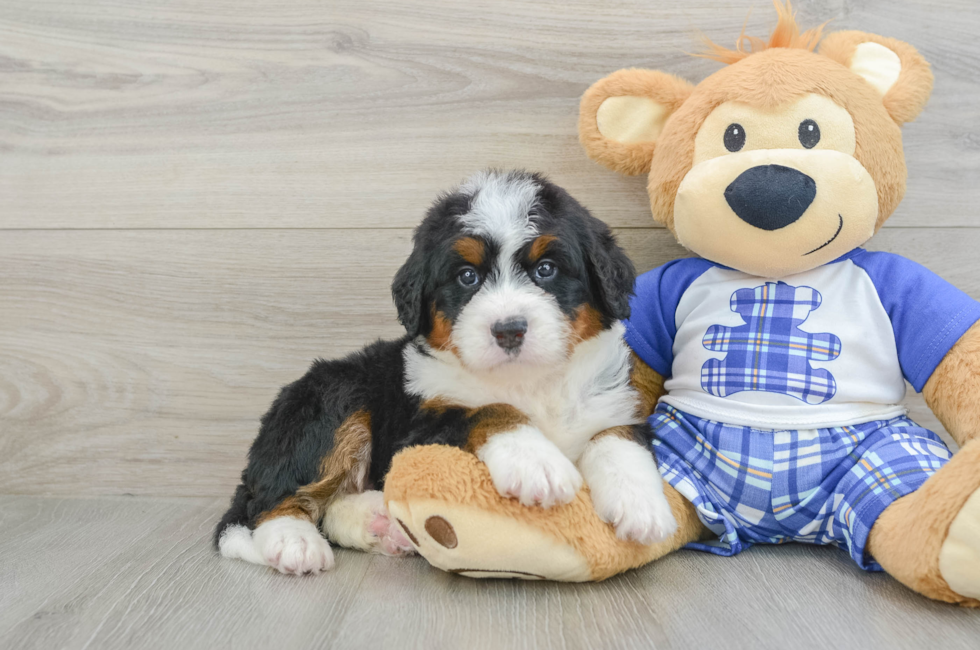4 week old Mini Bernedoodle Puppy For Sale - Florida Fur Babies