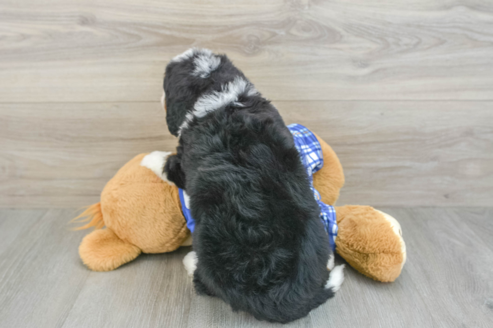 Mini Bernedoodle Pup Being Cute