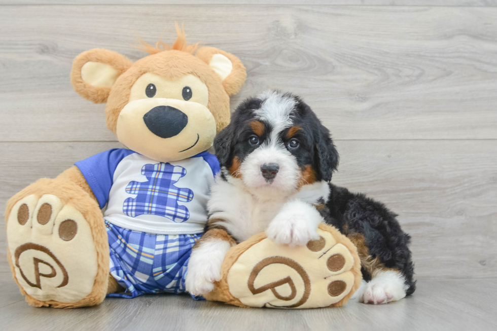 Mini Bernedoodle Pup Being Cute