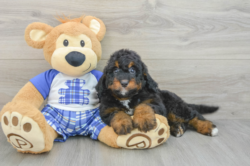 6 week old Mini Bernedoodle Puppy For Sale - Florida Fur Babies