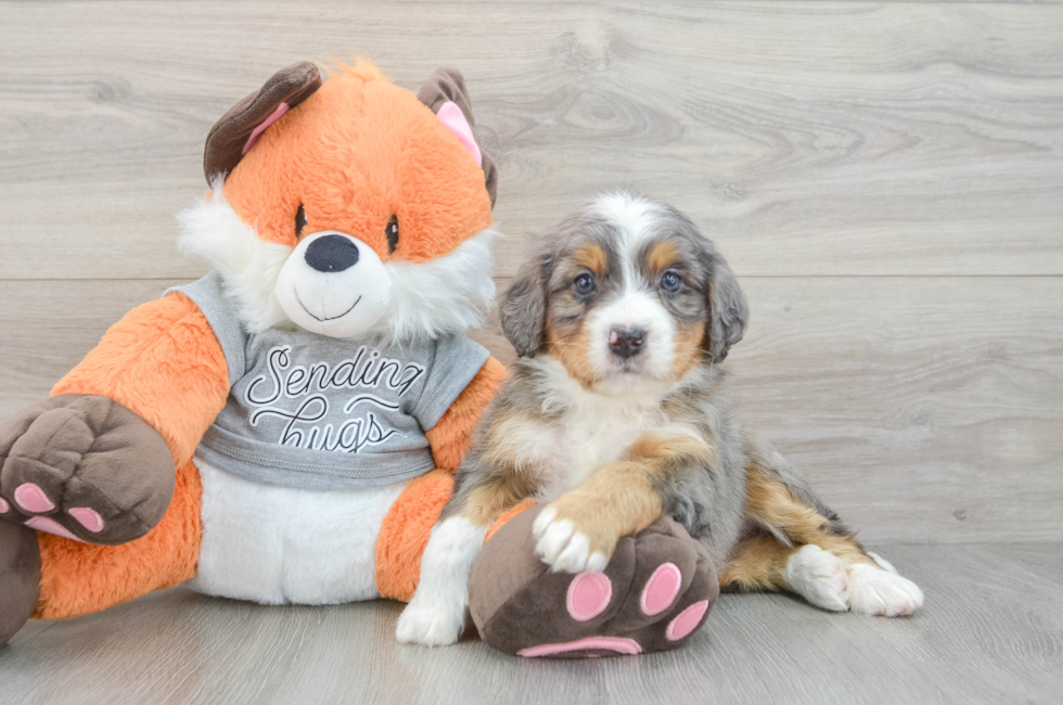 5 week old Mini Bernedoodle Puppy For Sale - Florida Fur Babies