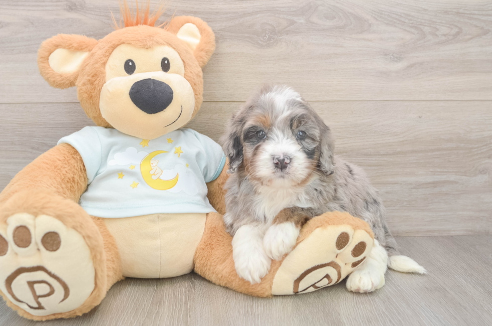5 week old Mini Bernedoodle Puppy For Sale - Florida Fur Babies