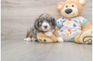 Mini Bernedoodle Pup Being Cute