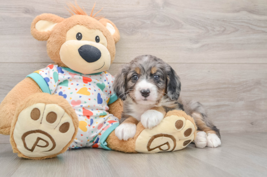 Popular Mini Bernedoodle Poodle Mix Pup