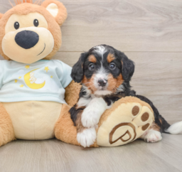 6 week old Mini Bernedoodle Puppy For Sale - Florida Fur Babies