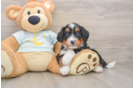 Mini Bernedoodle Pup Being Cute